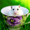 Мышки, хомяки Хомяк в кофейной чашке аватар