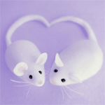 Мышки, хомяки Две мышки соединили хвосты в форме сердца аватар