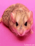 Мышки, хомяки Злая мышь аватар