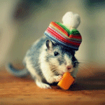 Мышки, хомяки Мышь в шапочке кушает сыр аватар