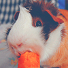 Мышки, хомяки Морская свинка кушает моркву аватар
