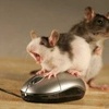 Мышки, хомяки Три мышки! аватар