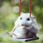 Мышки, хомяки Белый хомяк катается на качелях аватар