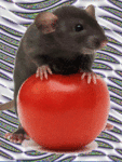 Мышки, хомяки Крыска аватар