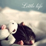 Мышки, хомяки Крыса спит в обнимку с игрушкой (little life) аватар