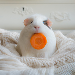 Мышки, хомяки Белая морская свинка с морковкой во рту аватар
