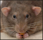 Мышки, хомяки Симпатичная крыска аватар
