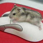 Мышки, хомяки Мышка на мышке аватар