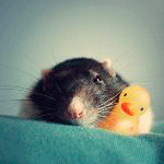 Мышки, хомяки Мышонок спит с игрушечной уточкой, автор moonlightlady аватар