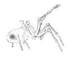 Насекомые, жучки, паучки Белый паук аватар