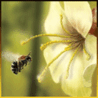 Насекомые, жучки, паучки Пчела и цветок аватар