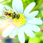 Насекомые, жучки, паучки Пчелка на ромашке аватар