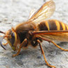 Насекомые, жучки, паучки Пчела что-то ищет аватар