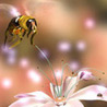 Насекомые, жучки, паучки Пчела у цветка аватар
