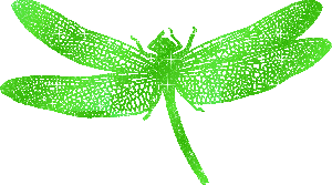 Насекомые, жучки, паучки Зеленая стрекоза аватар