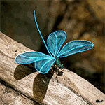 Насекомые, жучки, паучки Стрекоза с переливающимися голубыми крыльями аватар