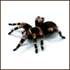Насекомые, жучки, паучки Паук тарантул аватар
