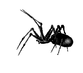 Насекомые, жучки, паучки Тонкие ножки черного паука аватар
