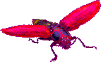 Насекомые, жучки, паучки Розовая комаха аватар