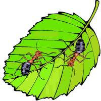 Насекомые, жучки, паучки Муравьи на листике аватар