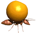 Насекомые, жучки, паучки Запасливый муравей аватар
