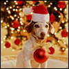 Новый год и Рождество Новогодний собак)) аватар