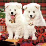 Новый год и Рождество Два щенка с новогодними звоночками на шее аватар