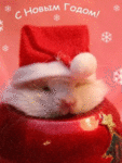 Новый год и Рождество С новым годом! Хомяк в новогодней шапочке аватар