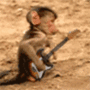 Обезьяны Обезьянка с гитарой аватар