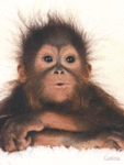 Обезьяны Маленькая обезьяна с шерстью в разные стороны аватар