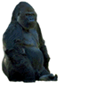 Обезьяны Черная горилла аватар