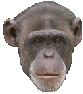 Обезьяны Шимпанзе аватар