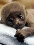 Обезьяны Маленькая обезьянка держится крепко аватар