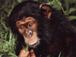 Обезьяны Милая обезьянка аватар