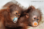 Обезьяны Мартышки-младенцы с сосками аватар