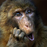 Обезьяны Удивленная обезьяна аватар