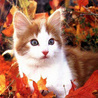 Осень Котенок среди листвы аватар