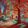 Осень Дорога в осеннем парке аватар