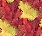Осень Кленовые листья желтые и красные аватар