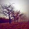 Осень Осень. деревья без листвы аватар