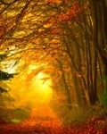 Осень Осенняя дорога в лесу аватар