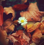 Осень Ромашка пробилась сквозь осенние листья аватар