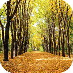 Осень Красивый осенний парк аватар