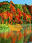 Осень Река, падают желтые листочки. Золотая осень аватар