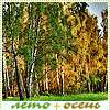 Осень Лето+осень, березы зеленые и желтые аватар