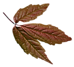 Осень Красно-коричневый лист аватар