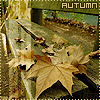 Осень Август, осень, листья аватар