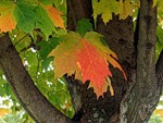 Осень Осень выкрасила листья аватар