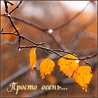 Осень Просто осень. Ветвь березы с желтыми листьями аватар