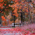 Осень Осень раскрасила красной краской все аватар